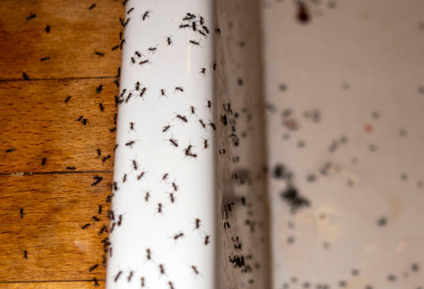 Best Flea Control Services  in Wacousta, MI