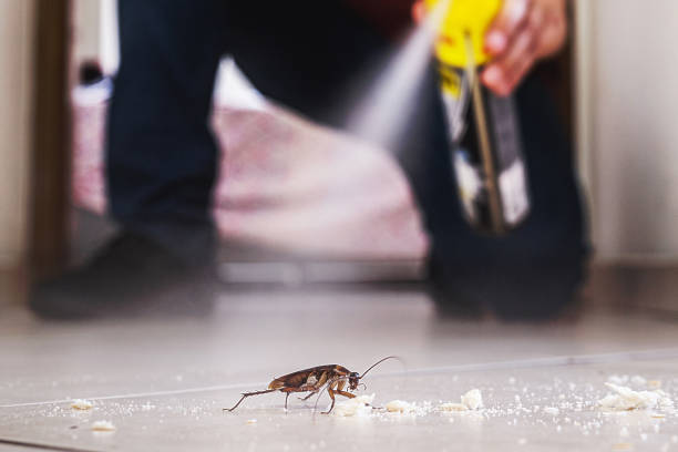Best Local Pest Control Services  in Wacousta, MI