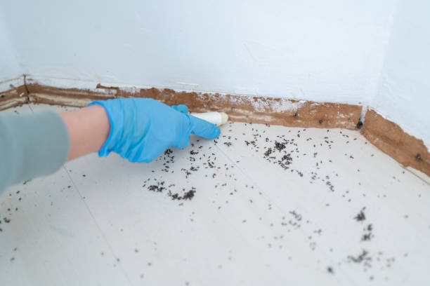 Best Mosquito Control Services  in Wacousta, MI